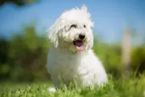 Coton de Tulear facts are for people of all ages.