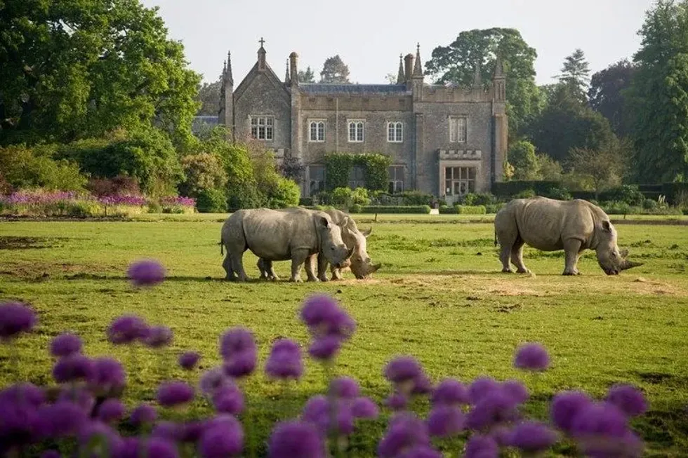 Cotswold Wildlife Park building exterior with rhinos roaming landscape in front.