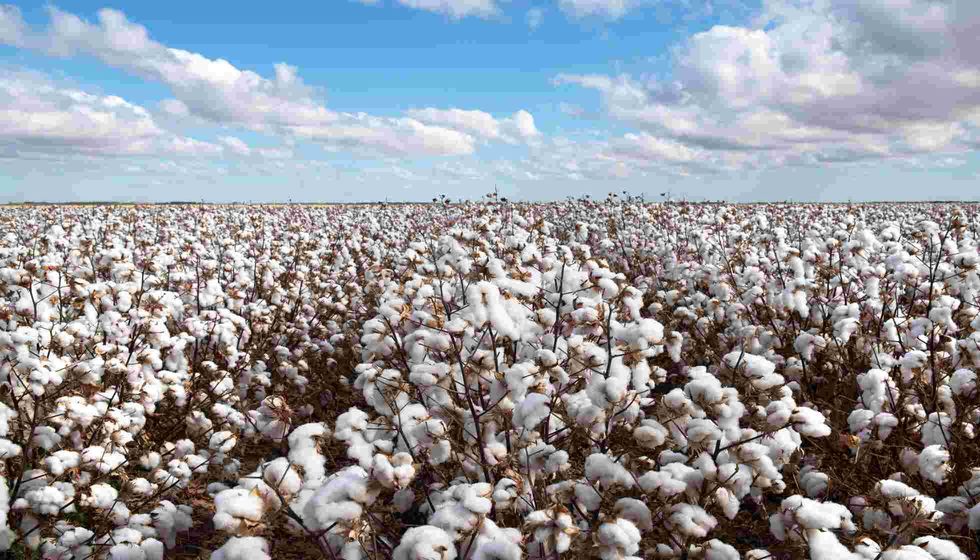 Cotton Ready for Harvest.