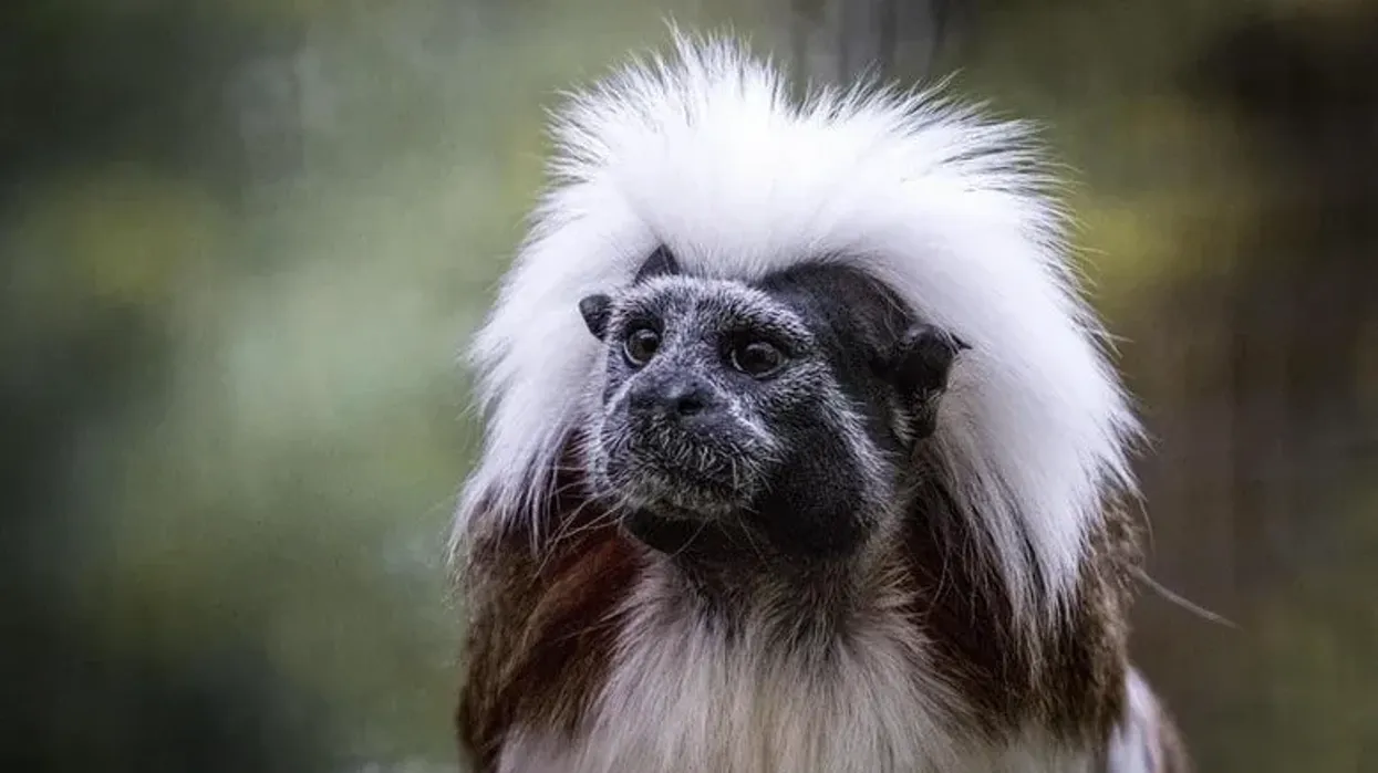 Cotton-top tamarins facts about the monkey from tropical forests of South America