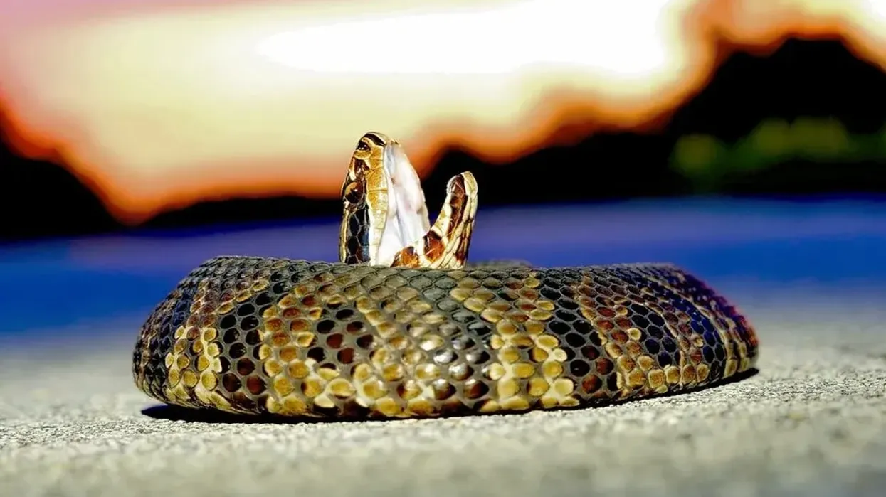Cottonmouth snake facts on the venomous snake