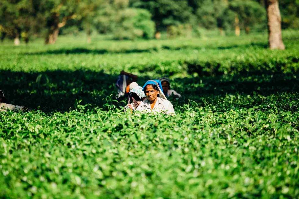 country with an abundance of agricultural land is India