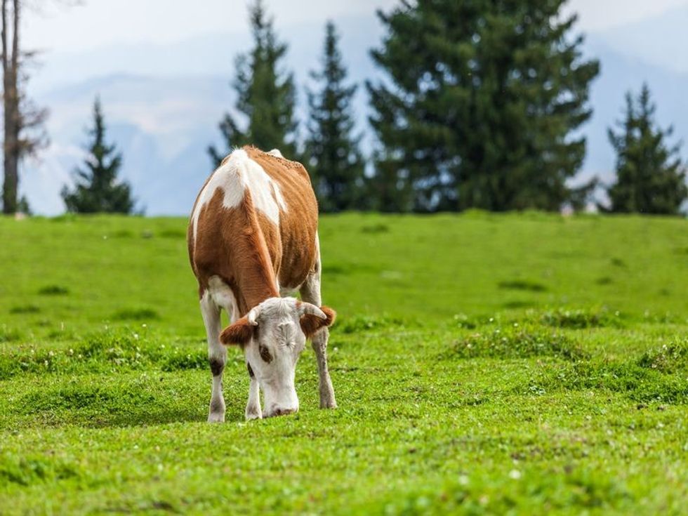 Common Animals That Eat Grass: Great Grazing Facts For Kids 