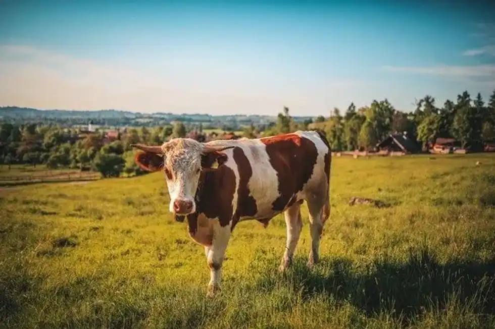 Cow facts are fun to learn.