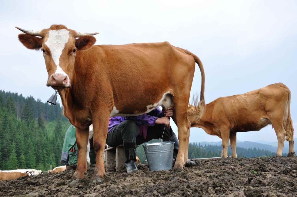 cow giving milk
