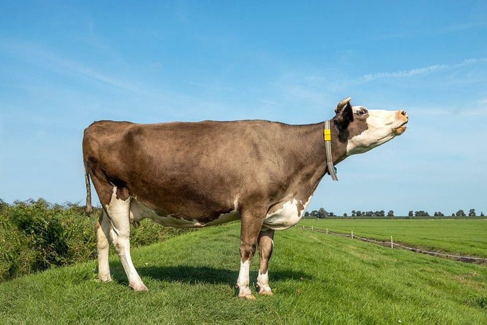 Cow mooing with her head lifted in a pasture