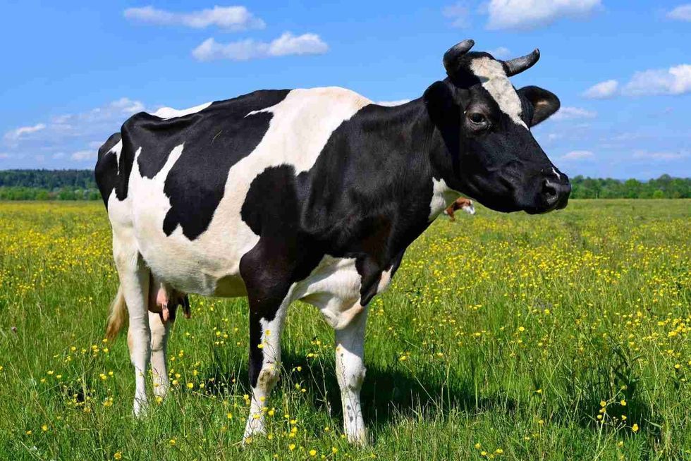 Cow on a summer pasture.