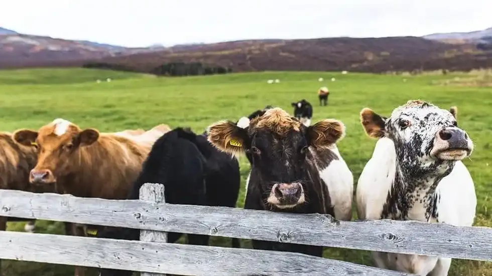 cow puns 