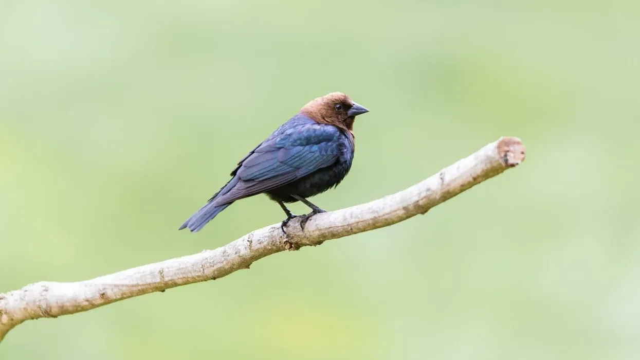 Cowbird facts for kids are fascinating.