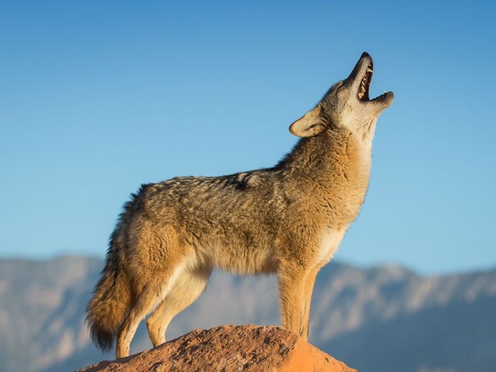 Coyote standing on a rock formation howling.