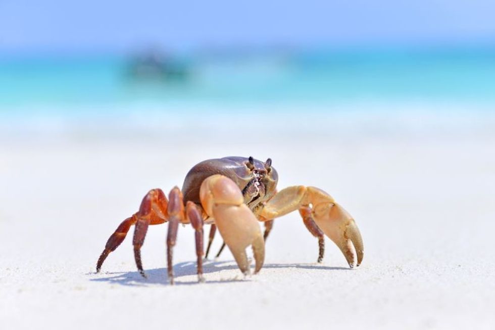 crab on the beach