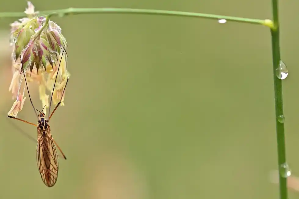 Crane fly larvae are the largest family of fly species present in the world.