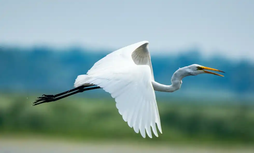 Crane vs. Heron; let's explore the differences.