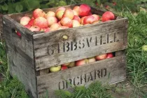 Crate of red apples.