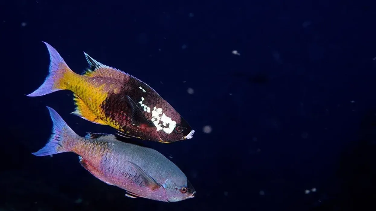 Creole Wrasse Fact File