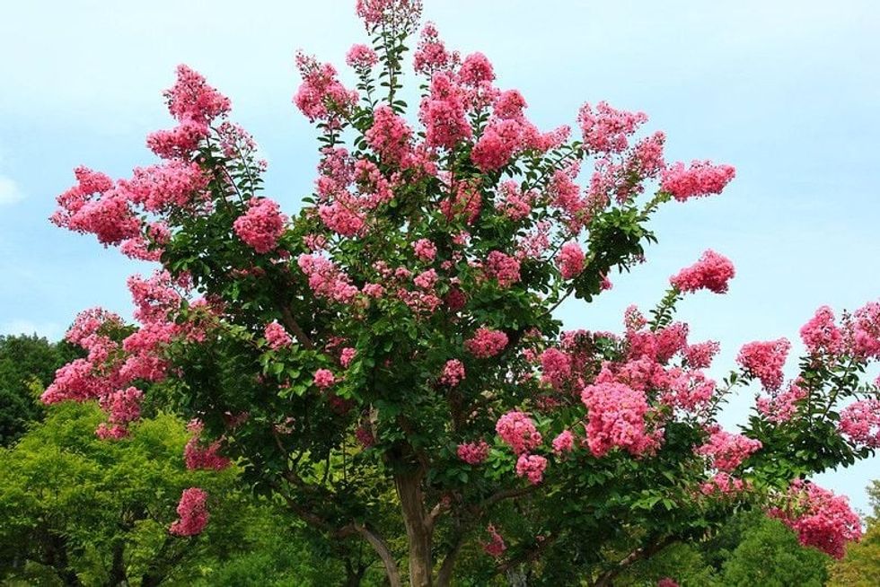 Crepe Myrtle flower tree in a garden
