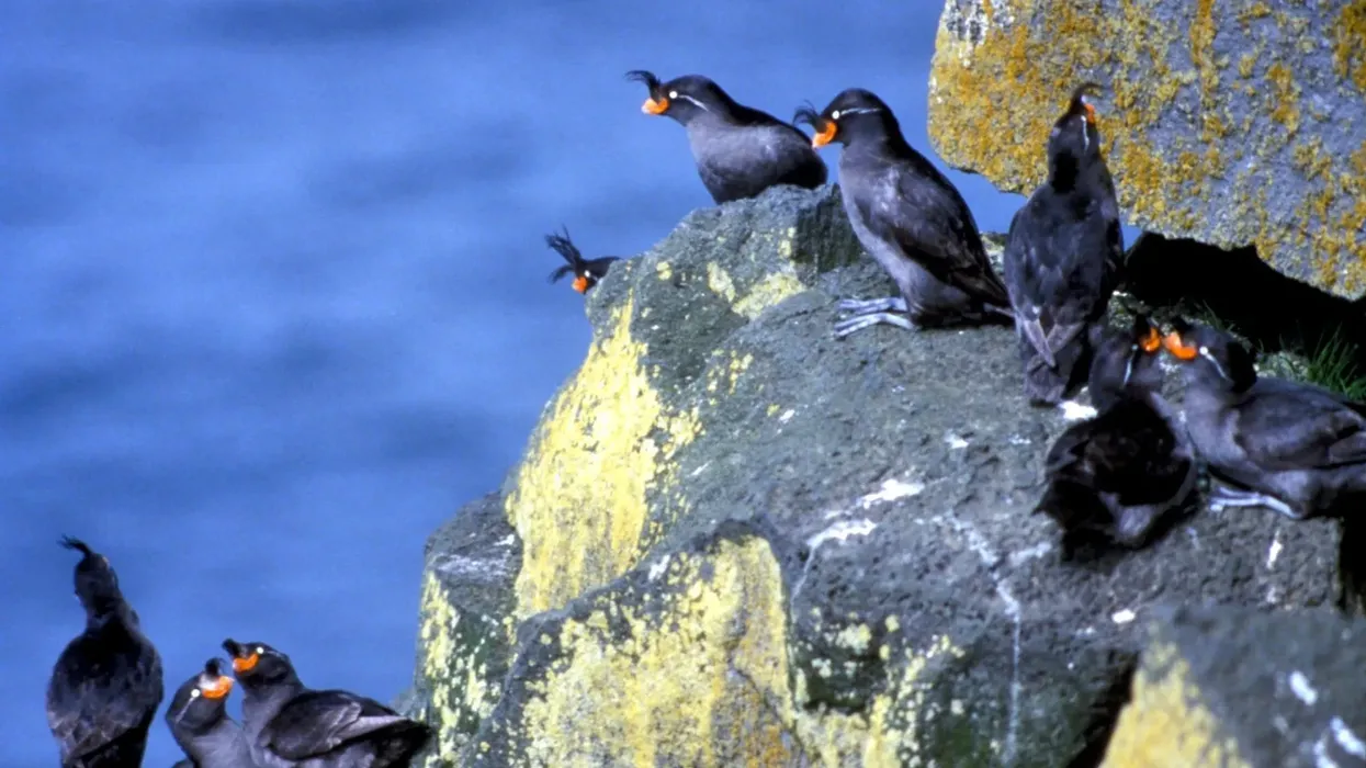 Crested auklet facts about the bird species with a forehead crest and orange bill.