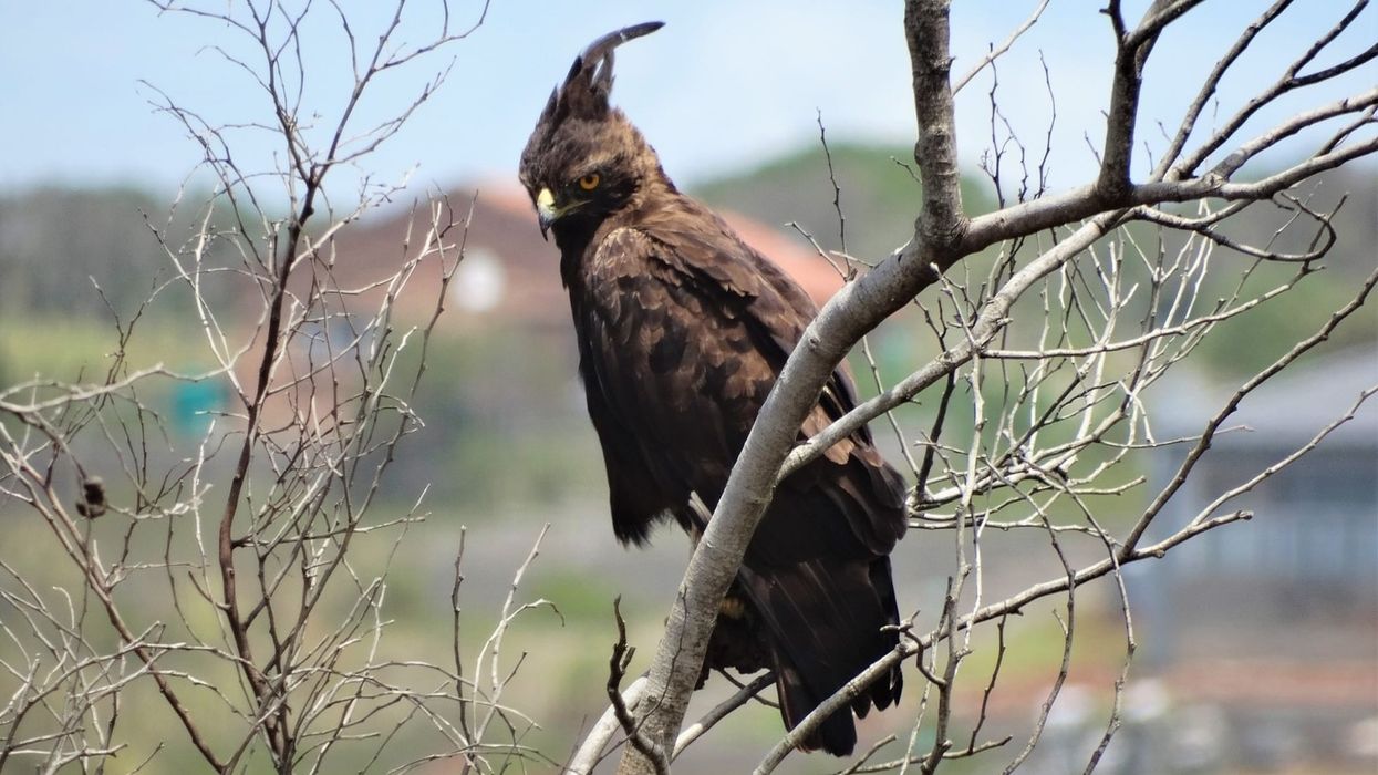 Crested eagle facts are about this species of bird whose habitat is in humid lowland forests.