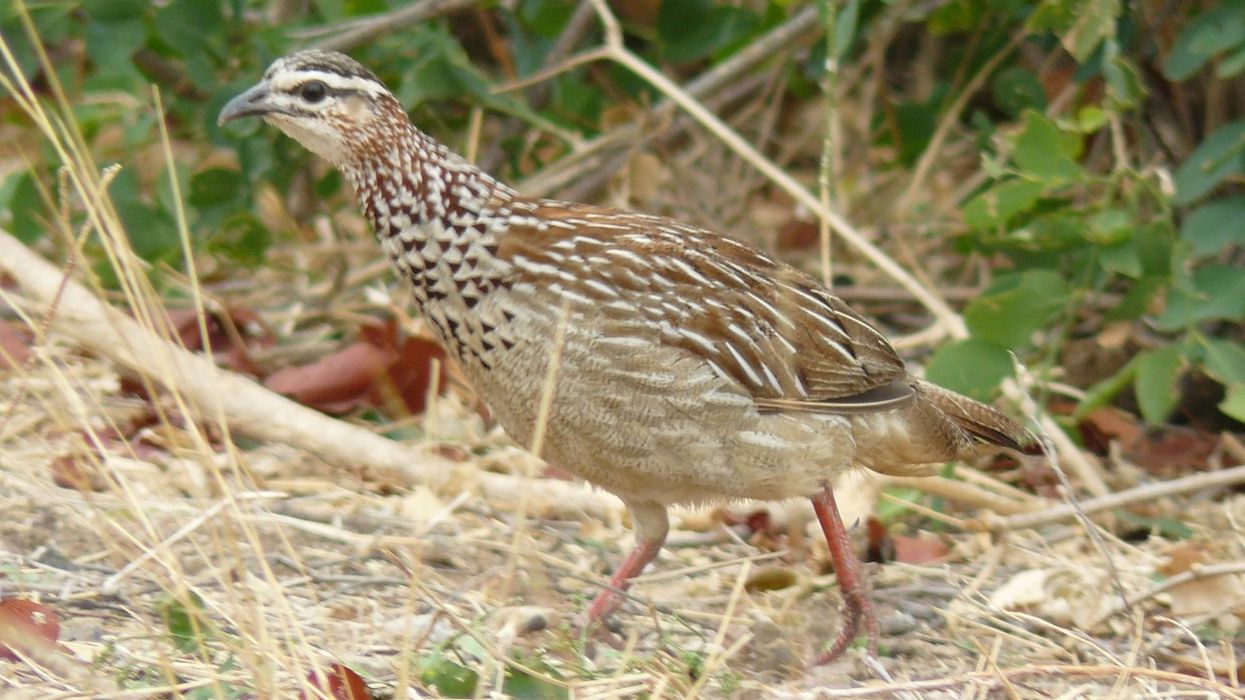 Crested Francolin Fact File