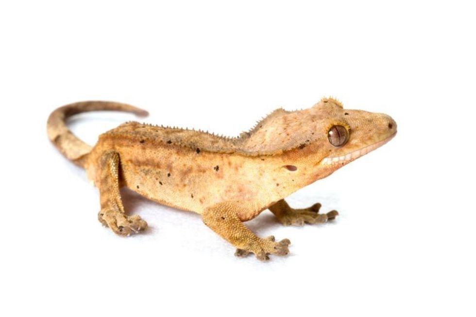 crested gecko isolated on white background