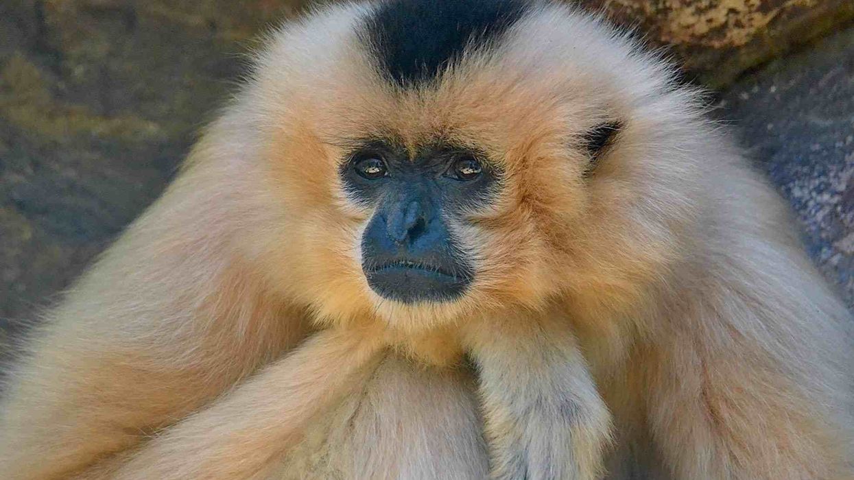 Crested Gibbon Fact File