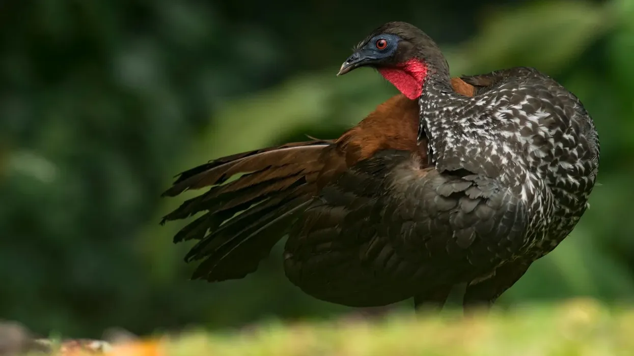 Crested guan facts are interesting.