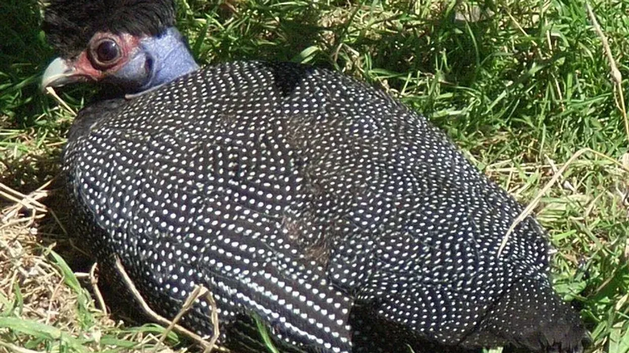 Crested guineafowl facts are about the bird species with a bone-like casque on the crest.