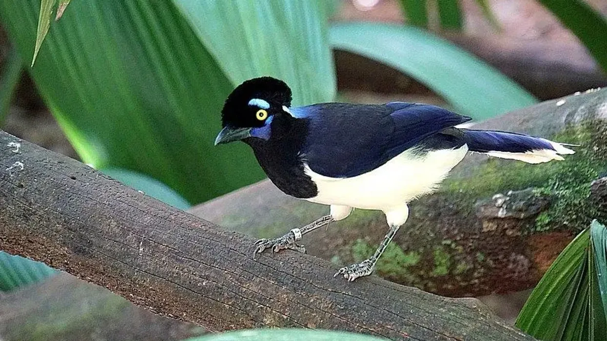 Crested jay facts are about these unique birds.