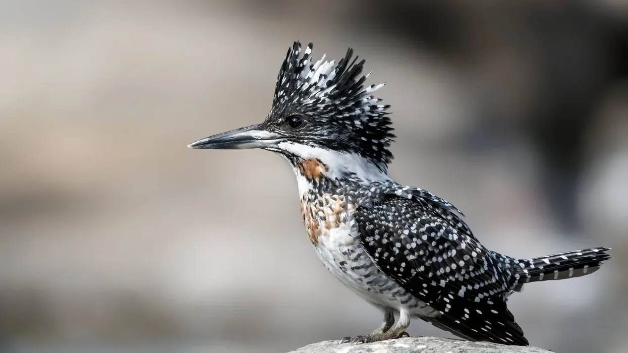 Crested kingfisher facts about the bird with evenly barred wings and tail along with a shaggy crest.
