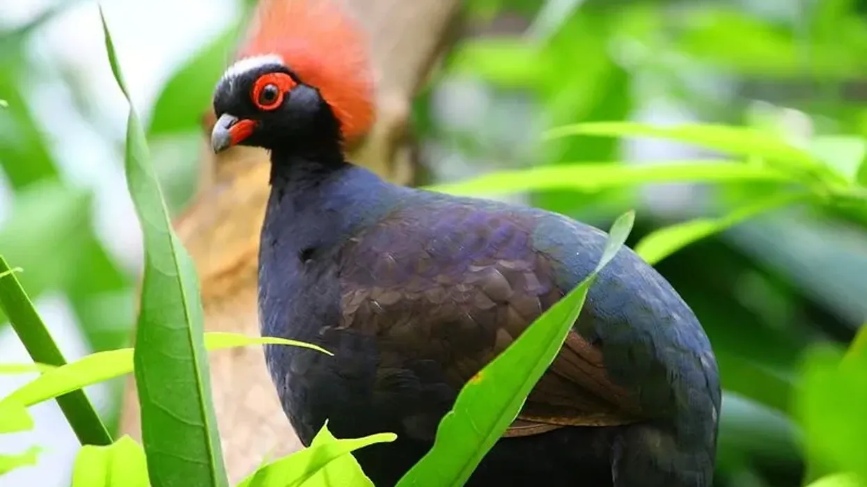 Crested partridge facts are fun to read.