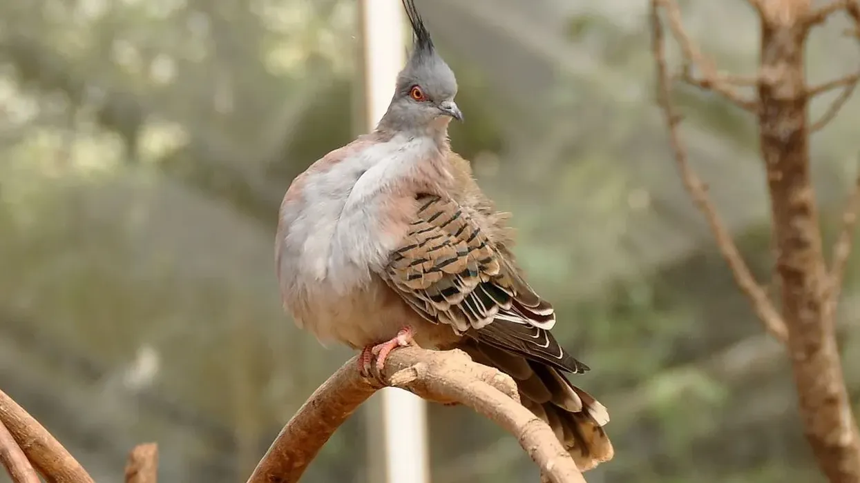 Crested pigeon facts that these pigeons are endemic to Australia.