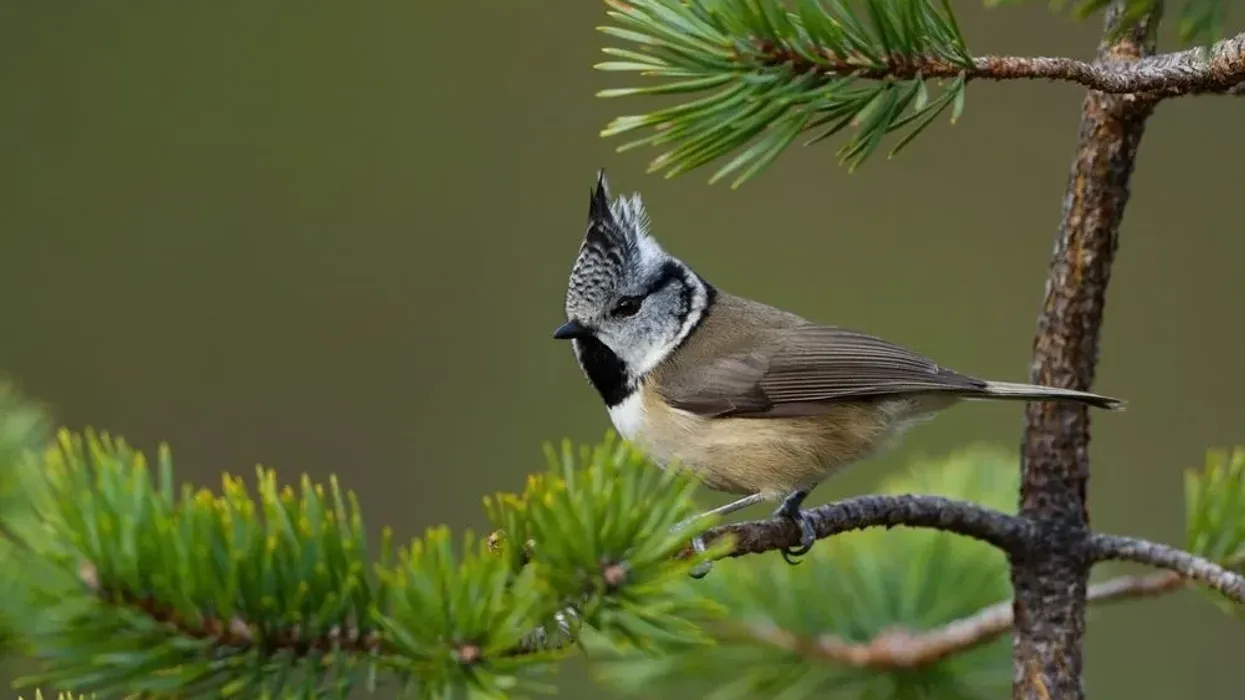 Crested tit facts are interesting.