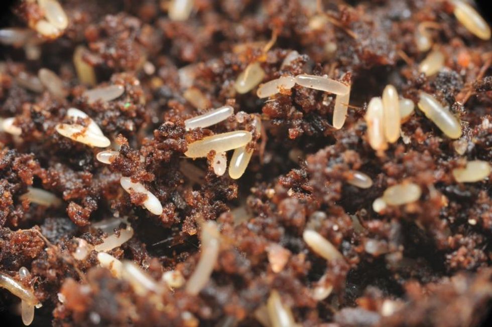 Cricket eggs in the soil