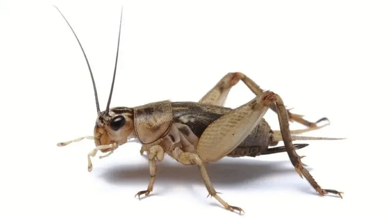Cricket facts about an insect that makes chirping sounds.