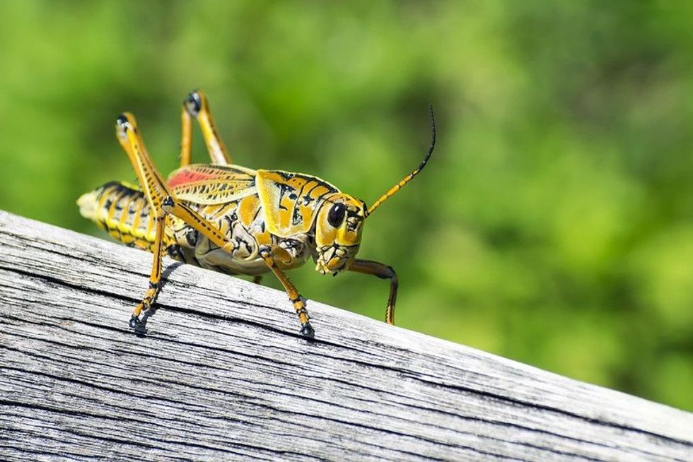 cricket perched on a bark.