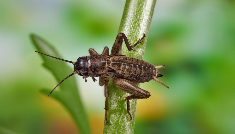 Crickets on a pole.