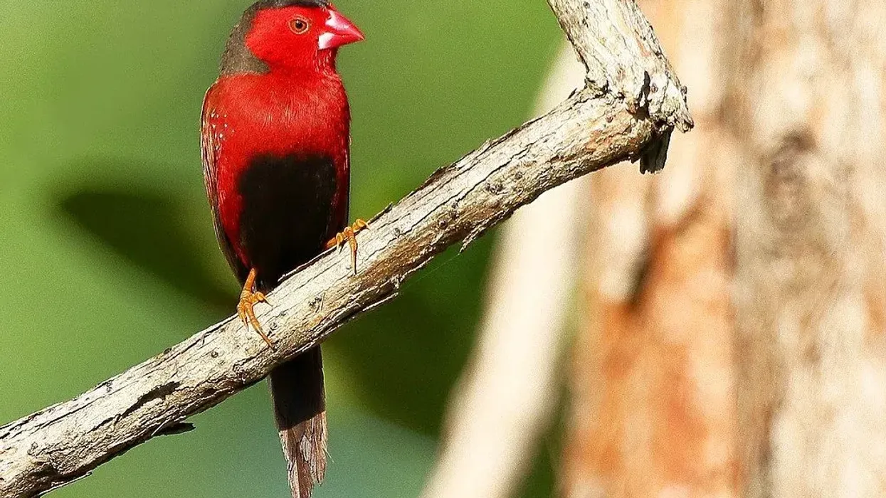 Crimson Finch Fact File