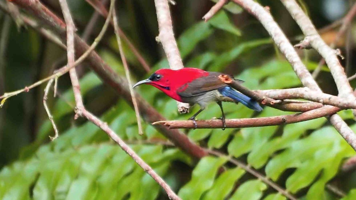 Crimson sunbird facts about the species from the family of sunbirds.