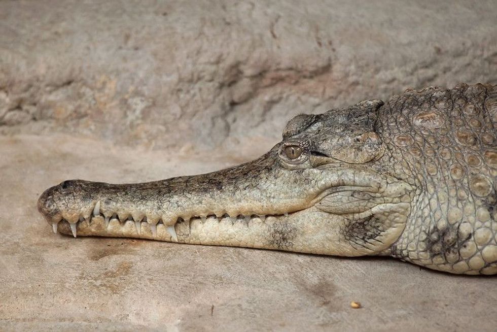 Crocodile is having a moment of rest
