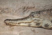 Crocodile is having a moment of rest