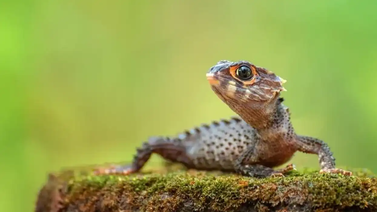 Crocodile Skink facts about these reptiles that are unique-looking species with red or orange eyes; hence they are also called 'Red-Eyed Crocodile Skink'.