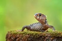 Crocodile Skink facts about these reptiles that are unique-looking species with red or orange eyes; hence they are also called 'Red-Eyed Crocodile Skink'.