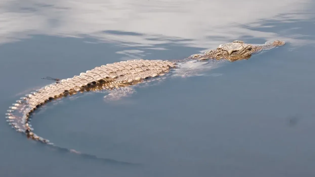 Crocodiles facts are absolutely thrilling.