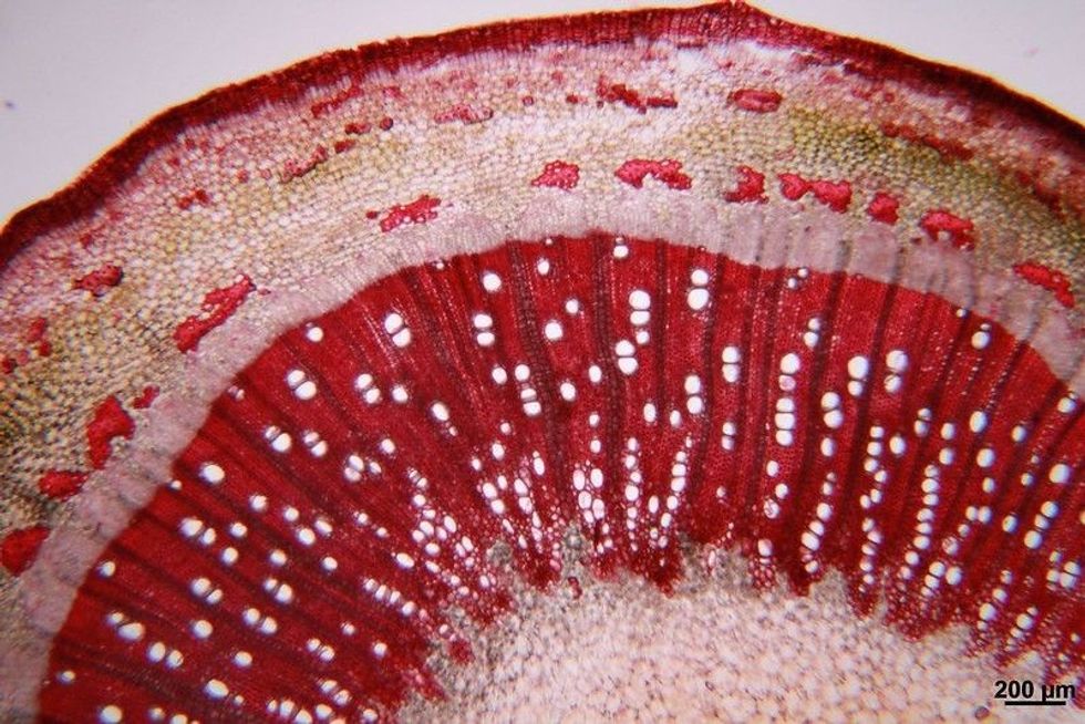 cross section of stem plant tissue and under a light microscope