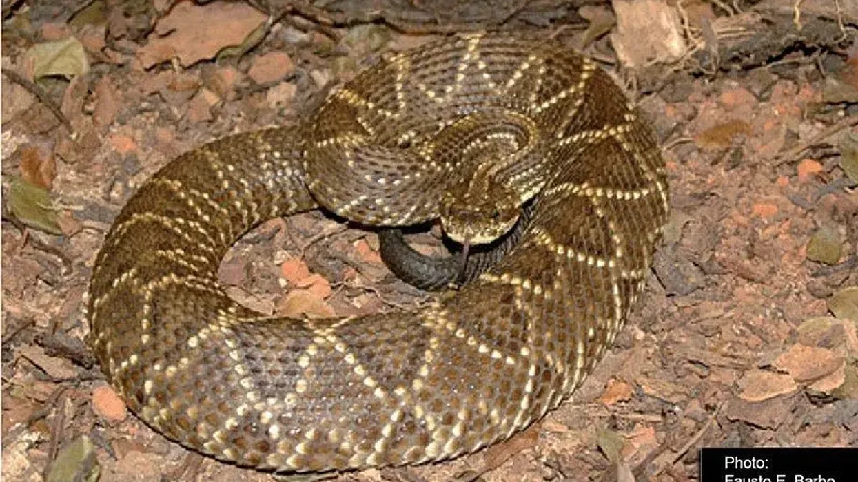 Crotalus durissus have a triangular head with a unique rattle-shaped tail.