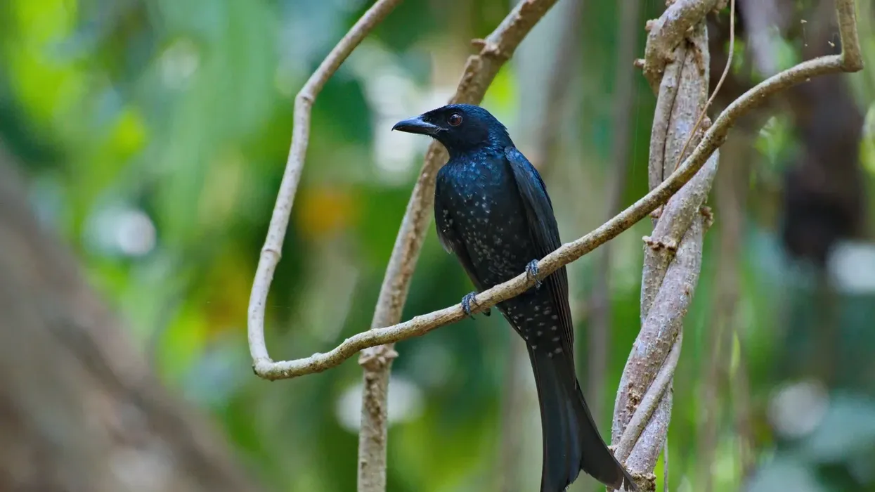 Crow-billed drongo facts are great for kids.