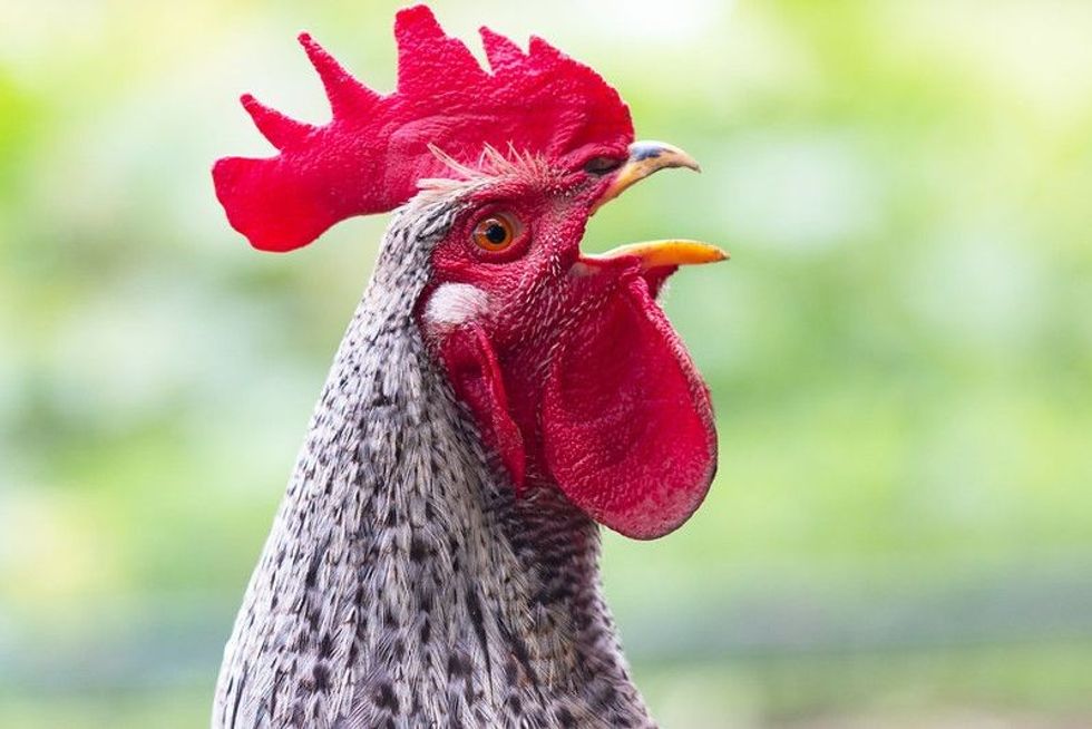Crowing rooster with a bright red comb.
