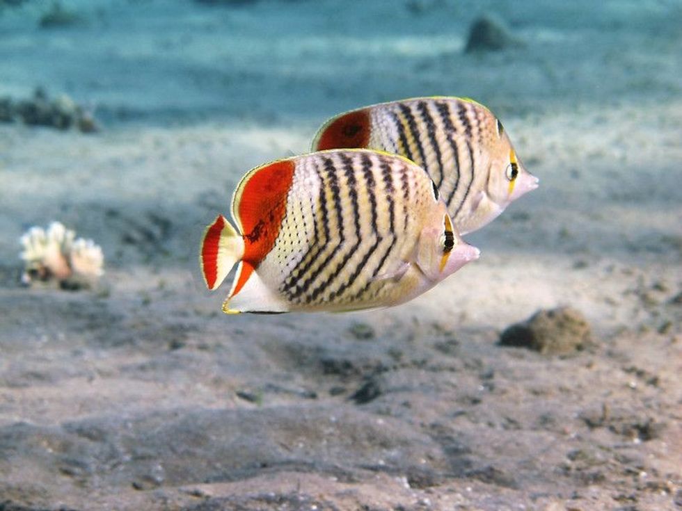 Crown butterfly fish couple