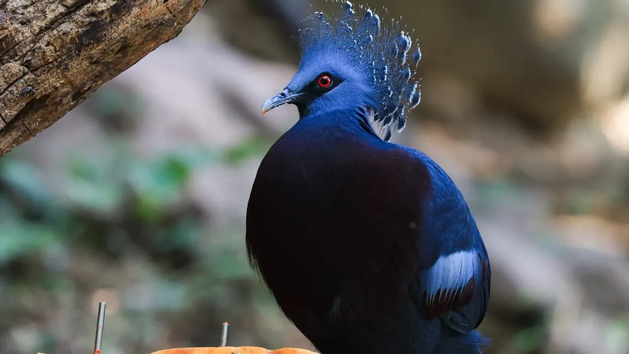 Crowned pigeon facts about four known species of birds, all found in New Guinea.