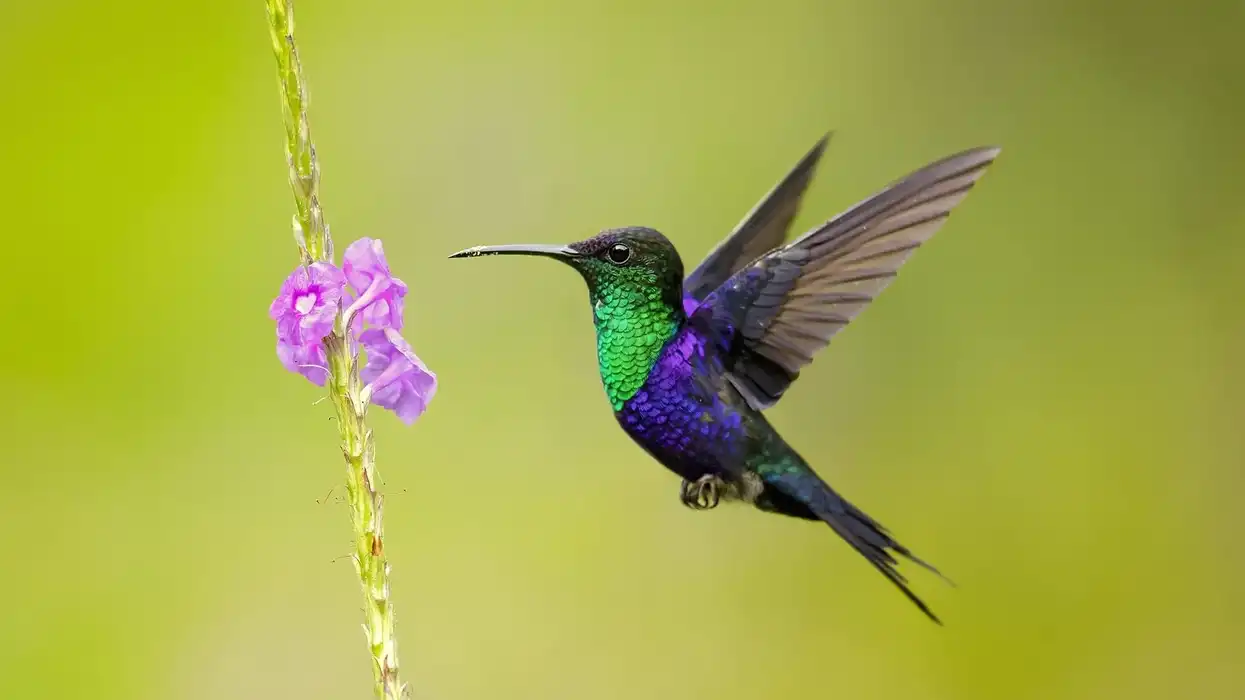 Crowned woodnymph facts are interesting.